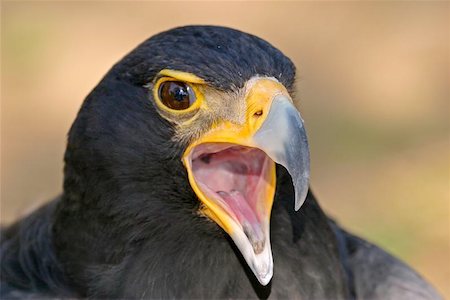 staring eagle - Portrait of a black eagle, South Africa Foto de stock - Super Valor sin royalties y Suscripción, Código: 400-04472083