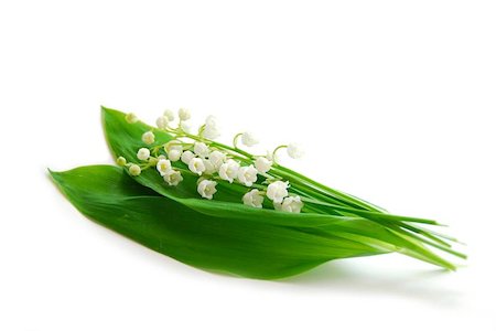 florist background - Lily-of-the-valley on white background Photographie de stock - Aubaine LD & Abonnement, Code: 400-04472135