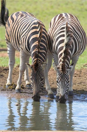 two zebras having a drink at the water hole Stock Photo - Budget Royalty-Free & Subscription, Code: 400-04472154