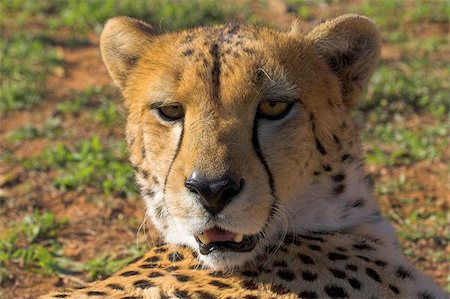adult Cheetah Portrait Stock Photo - Budget Royalty-Free & Subscription, Code: 400-04472309