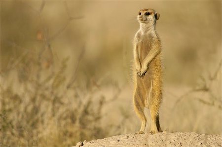 sentinel - Suricate (meerkat) standing on guard, Kalahari, South Africa Photographie de stock - Aubaine LD & Abonnement, Code: 400-04472361