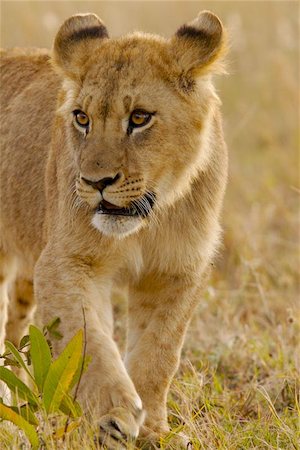 A young male lion cub. Stock Photo - Budget Royalty-Free & Subscription, Code: 400-04472538