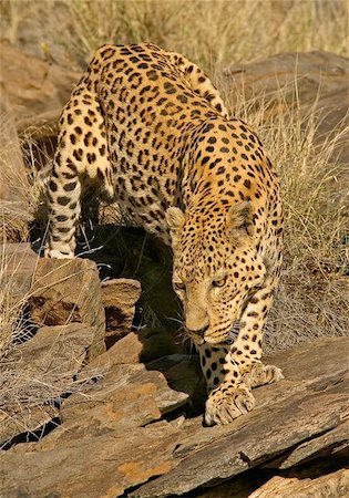 Stalking male leopard, Namibia Stock Photo - Budget Royalty-Free & Subscription, Code: 400-04472687