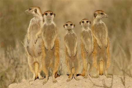 simsearch:400-04879400,k - Suricate (meerkat) family, Kalahari, South Africa Stock Photo - Budget Royalty-Free & Subscription, Code: 400-04472688