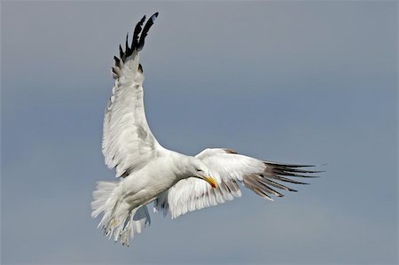 simsearch:862-05998401,k - A kelp gull in flight Stock Photo - Budget Royalty-Free & Subscription, Code: 400-04472689