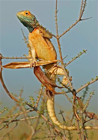 Male ground agama in bright breeding colors, South Africa Stockbilder - Microstock & Abonnement, Bildnummer: 400-04472696