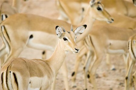 simsearch:400-06130523,k - Impala Stock Photo - Budget Royalty-Free & Subscription, Code: 400-04472700