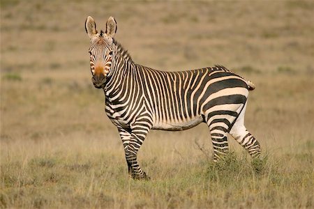 simsearch:400-04348140,k - Cape Mountain Zebra in natural habitat, Mountain Zebra National Park, South Africa Foto de stock - Royalty-Free Super Valor e Assinatura, Número: 400-04472807