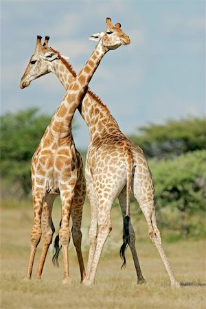 simsearch:400-04295850,k - Two male giraffes fighting, Etosha National Park, Namibia Photographie de stock - Aubaine LD & Abonnement, Code: 400-04472917