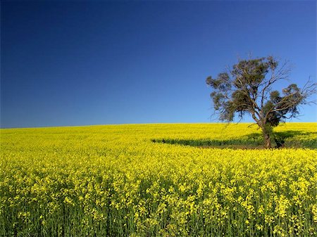 Gum Tree in Canola Field Stock Photo - Budget Royalty-Free & Subscription, Code: 400-04473317