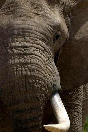 Elephant Bull in Musth Photographie de stock - Aubaine LD & Abonnement, Code: 400-04473570