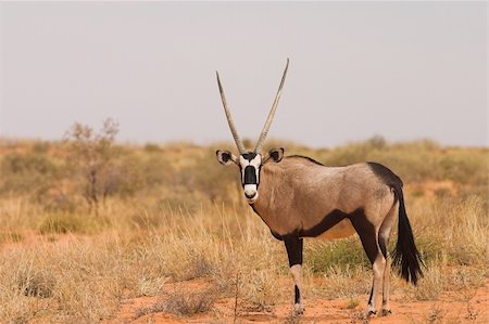 rapier - Gemsbok Photographie de stock - Aubaine LD & Abonnement, Code: 400-04473626