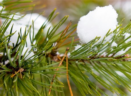 Pine-tree under snow Photographie de stock - Aubaine LD & Abonnement, Code: 400-04473713