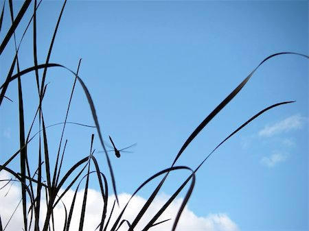 Dragonfly In Blue Sky Stock Photo - Budget Royalty-Free & Subscription, Code: 400-04473809