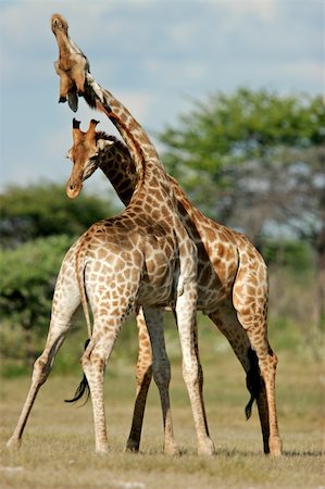 simsearch:400-04520891,k - Two male giraffes fighting, Etosha National Park, Namibia Fotografie stock - Microstock e Abbonamento, Codice: 400-04473864