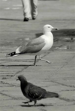 pigeon in venice - Venice, Italy. Stock Photo - Budget Royalty-Free & Subscription, Code: 400-04473872