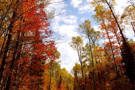 fall aspen leaves - Colorful forest in the fall Stock Photo - Budget Royalty-Free & Subscription, Code: 400-04473904