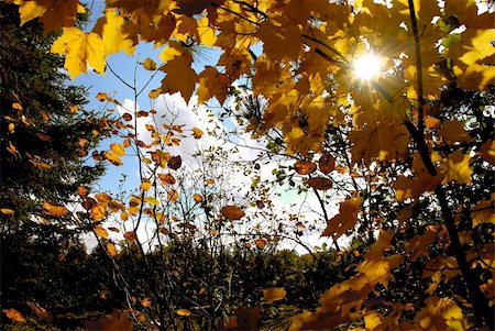 simsearch:400-04436466,k - Sun shining through yellow fall maple tree branches Stock Photo - Budget Royalty-Free & Subscription, Code: 400-04473905