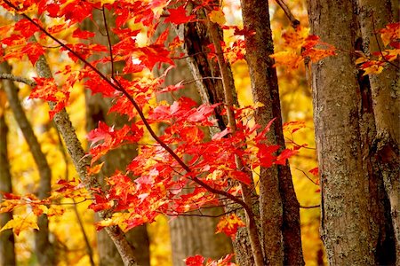 simsearch:400-04436466,k - Colorful fall forest background with red maples leaves Stock Photo - Budget Royalty-Free & Subscription, Code: 400-04473903