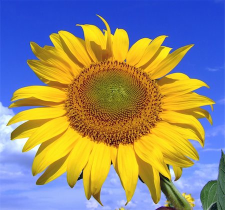 simsearch:400-05682398,k - Macro shoot of sunflower with blue sky and clouds in the background Stock Photo - Budget Royalty-Free & Subscription, Code: 400-04473937