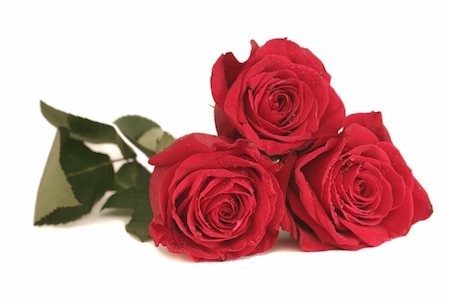 simsearch:400-03941928,k - Three beautiful red roses lay on a white background Photographie de stock - Aubaine LD & Abonnement, Code: 400-04484099