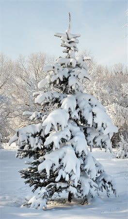 snow covered spruce branch - winter snow covered fir tree in city park Stock Photo - Budget Royalty-Free & Subscription, Code: 400-04484414