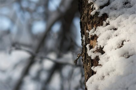 simsearch:400-04800962,k - winter snow covered tree trunk in city park Stockbilder - Microstock & Abonnement, Bildnummer: 400-04484417