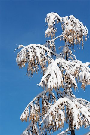 snow covered spruce branch - Top of winter snow covered coniferous tree on sky background (easy for isolate) Stock Photo - Budget Royalty-Free & Subscription, Code: 400-04484418