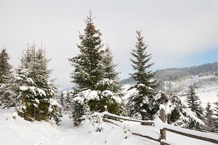 simsearch:400-04639977,k - winter mountain landscape with big firs on a forefront Photographie de stock - Aubaine LD & Abonnement, Code: 400-04484413