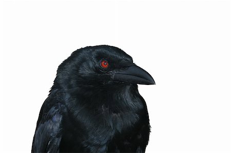simsearch:400-05698463,k - Big black raven with red piercing eyes Photographie de stock - Aubaine LD & Abonnement, Code: 400-04484426