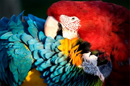 Red Green Winged Macaw and Blue and Gold Macaw Playing with a Love Bite Photographie de stock - Aubaine LD & Abonnement, Code: 400-04484433