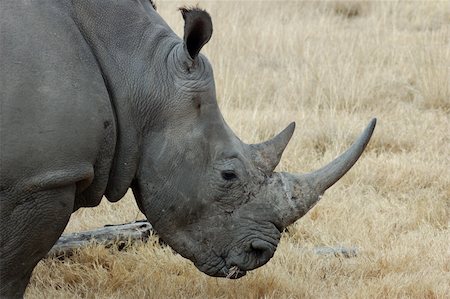 simsearch:400-04455503,k - A White Rhinoceros Stock Photo - Budget Royalty-Free & Subscription, Code: 400-04484529
