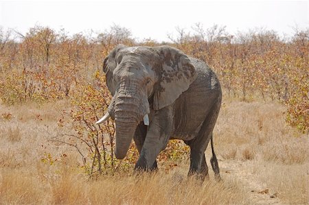 An African Elephant Fotografie stock - Microstock e Abbonamento, Codice: 400-04484530