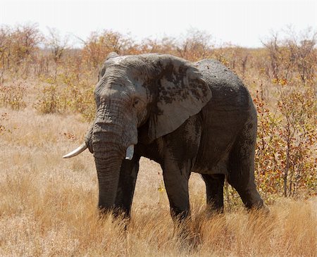 simsearch:400-04450374,k - An African Elephant Foto de stock - Royalty-Free Super Valor e Assinatura, Número: 400-04484531