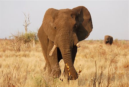 An African Elephant Fotografie stock - Microstock e Abbonamento, Codice: 400-04484584