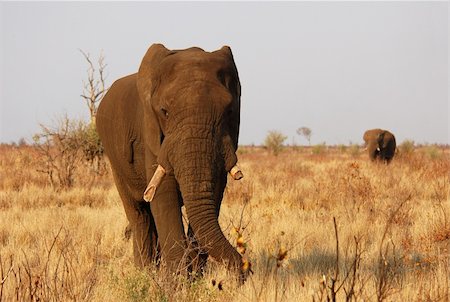 An African Elephant Fotografie stock - Microstock e Abbonamento, Codice: 400-04484583