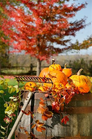 simsearch:400-04744313,k - Autumns colorful harvest with beautiful red maple tree in background Foto de stock - Super Valor sin royalties y Suscripción, Código: 400-04484854
