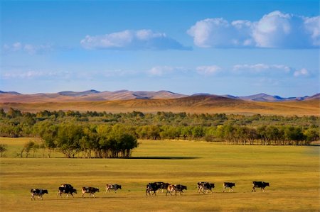 An autumn grassland view at Inner Mongolia with cows in row. Stock Photo - Budget Royalty-Free & Subscription, Code: 400-04484939