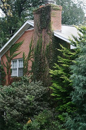 A beautiful brick colonial home covered with ivy. Stock Photo - Budget Royalty-Free & Subscription, Code: 400-04485102