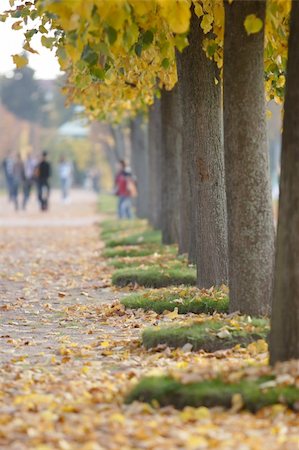 Autumn alley in Petergof, St.Petersburg, Russia Photographie de stock - Aubaine LD & Abonnement, Code: 400-04485936