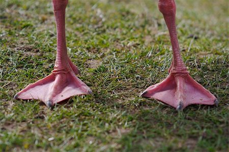 Duck's feet standing on grass Photographie de stock - Aubaine LD & Abonnement, Code: 400-04486158