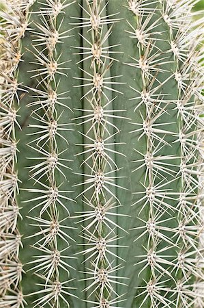 Big cactus with long and sharp spikes Stock Photo - Budget Royalty-Free & Subscription, Code: 400-04486227