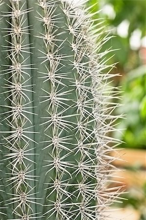 Big cactus with long and sharp spikes Stock Photo - Budget Royalty-Free & Subscription, Code: 400-04486229