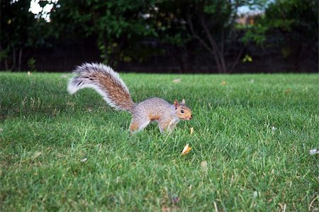 Squirell in Central Park, NY Stock Photo - Budget Royalty-Free & Subscription, Code: 400-04486424