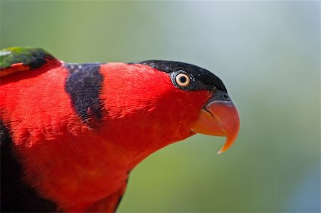 simsearch:400-06430581,k - Bright colored Lorikeet birds in a wild aviary Photographie de stock - Aubaine LD & Abonnement, Code: 400-04486761
