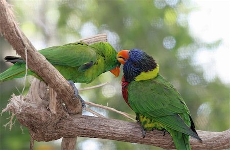 simsearch:400-05160574,k - A lorikeet and a green parrot grooming eachother. (screen in background may appear as banding) Stock Photo - Budget Royalty-Free & Subscription, Code: 400-04486839