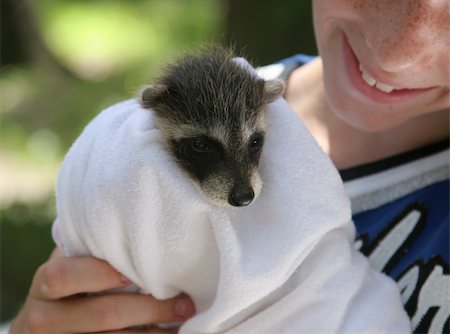 A baby raccoon being held by a young wildlife rescue volunteer. Foto de stock - Super Valor sin royalties y Suscripción, Código: 400-04486846