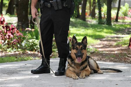 dog police - A police officer and his police dog. Stock Photo - Budget Royalty-Free & Subscription, Code: 400-04486841