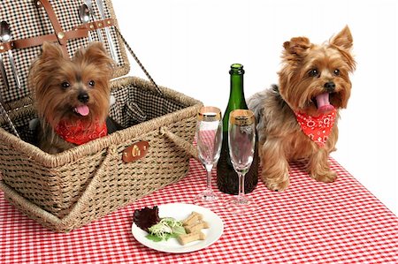 silverware dog - Two adorable yorkies on a picnic with wine & dog treats.  White background. Stock Photo - Budget Royalty-Free & Subscription, Code: 400-04486843