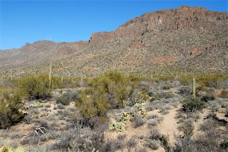 Cactus in the desert, Tucson, Arizona Photographie de stock - Aubaine LD & Abonnement, Code: 400-04486892